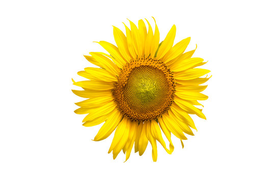 Flower, sunflower isolated on white background. Sunflower with seed. Save with clipping path.