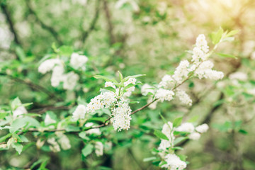 Beautiful nature, forest, cherry blossoms