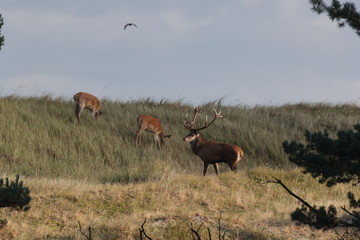 Deer on the darss, mecklenburg  pomerania, Germany