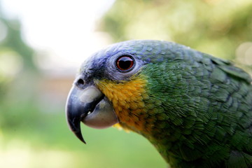 Yellow-green parrot head close-up