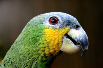 Yellow-green parrot head close-up