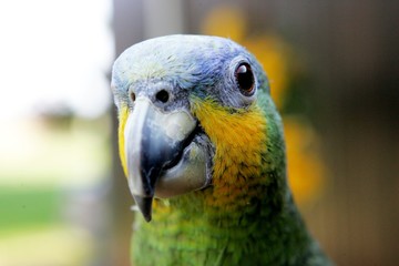 Yellow-green parrot head close-up