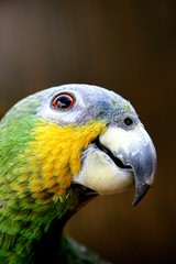 Yellow-green parrot head close-up