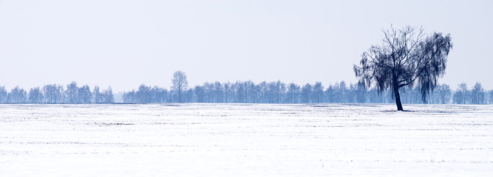 Panorama of a snow-covered field with a lonely tree.