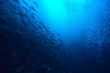 lot of small fish in the sea under water / fish colony, fishing, ocean wildlife scene