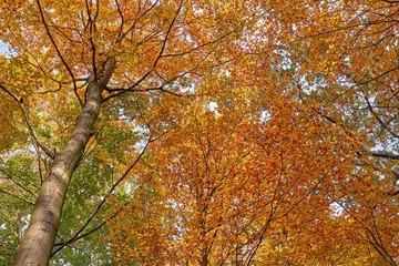 Colorful leaves in sunny autumn forest. Natural background