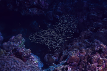 Naklejka na ściany i meble catfish underwater / ocean underwater, coral reef