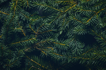 Christmas tree branches. Christmas concept, nature, winter. Background for postcards. Flat lay, top view