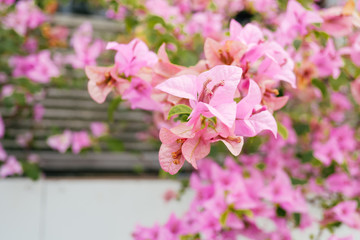 Pink and white Bougainvillea flower in the garden