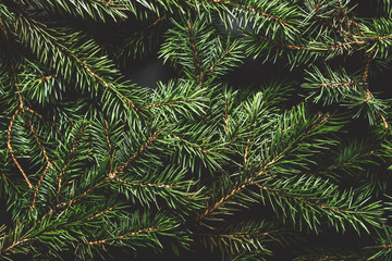 Christmas tree branches. Christmas concept, nature, winter. Background for postcards. Flat lay, top view