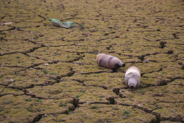 Plastic bottles on arid ground with big cracks polluting the environment.