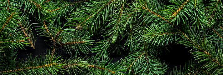 Christmas tree branches. The concept of the new year, christmas, nature. Banner. Flat lay, top view