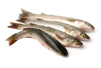 fresh grey mullet on a white background