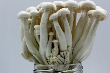 mushrooms on a black background