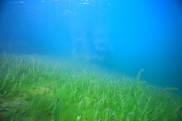 Naklejka na ściany i meble underwater green landscape / nature underwater eco ecology lake, wild diving