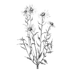 Chamomile illustration on white background, Chamomile sketch, Chamomile linework, Chamomile draw