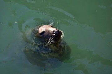 Fototapeta premium sea lion in howth port