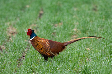 Beautiful male pheasant in grass