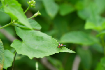 Black-banded Hover Fly (Formal Name: Episyrphus balteata)