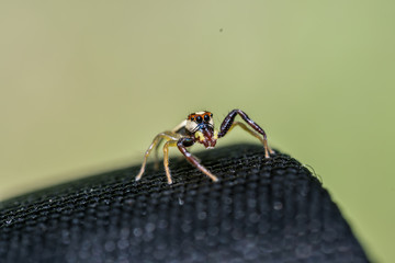 Epocilla calcarata in nature