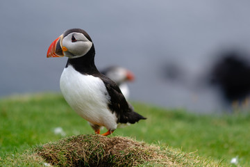 Atlantic Puffin, Mykines, Faroe Islands