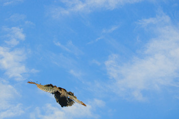 Guineafowl in mid flight over a cloudy blue sky at sunset.