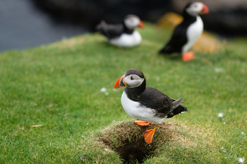 Atlantic Puffin, Mykines, Faroe Islands