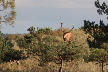 Deer on the darss, mecklenburg  pomerania, Germany