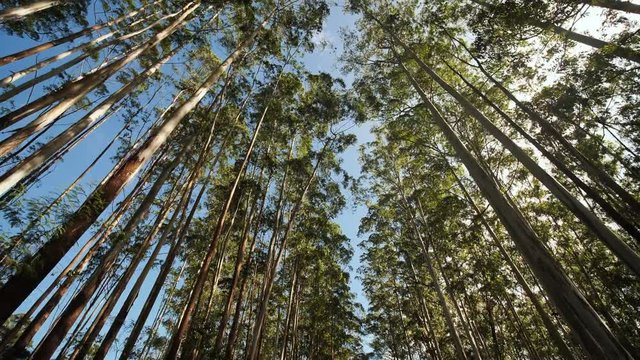 Eucalyptus forest near the city of Munar. India. Video on the move.