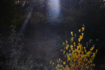 Fototapeta na wymiar ray of light in autumn