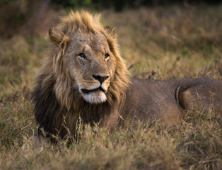 large scarred male lion lying in the grass
