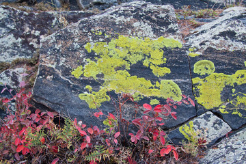 plant and lichen on rock