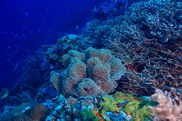 coral reef macro / texture, abstract marine ecosystem background on a coral reef