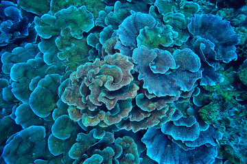 koraalrifmacro/textuur, abstracte mariene ecosysteemachtergrond op een koraalrif