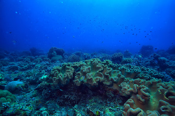 Naklejka na ściany i meble coral reef underwater / sea coral lagoon, ocean ecosystem