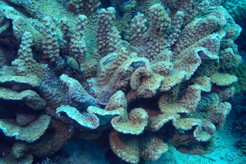 coral reef macro / texture, abstract marine ecosystem background on a coral reef