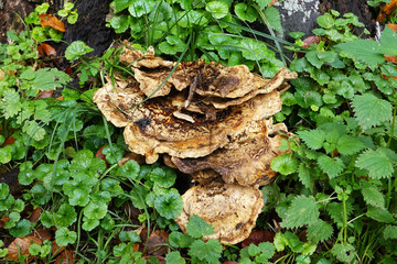 Netherlands; Mushrooms in the forest