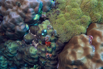 coral reef macro / texture, abstract marine ecosystem background on a coral reef