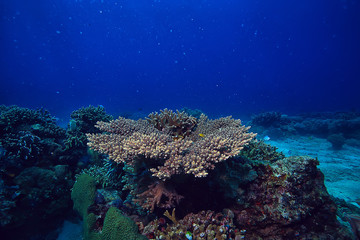 gorgonian large branching coral on the reef / seascape underwater life in the ocean