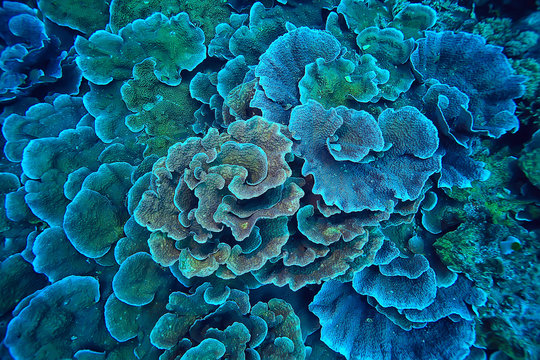 coral reef macro / texture, abstract marine ecosystem background on a coral reef