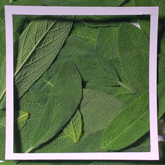 green leaves frame abstract background / unusual green background, nature concept