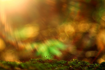 Obraz na płótnie Canvas macro moss landscape / green abstract natural view, summer forest, moss macro