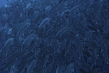 many Caranx underwater / large fish flock, underwater world, ocean ecological system