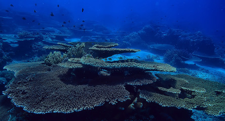 coral reef underwater / sea coral lagoon, ocean ecosystem