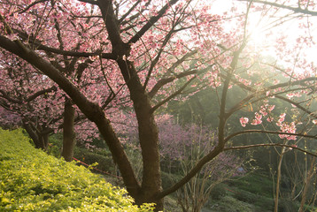 Fototapeta premium Tamsui Palace, Tamsui Town, New Taipei City-Feb 2,2019: Cherry Blossom of Tianyuan Palace in sunny day.
