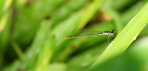 A small dragonfly in the garden