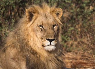 Fototapeta na wymiar Head shot of a large male lion with big mane
