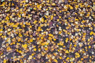 on the ground everything is full of yellow birch leaves