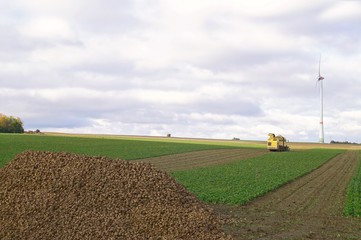 field of sugar beet. Mechanized harvesting of sugar beets in a field in germany in the autumn...