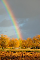 Rainbow autumn colours